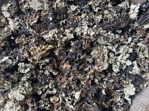 Common  Black Stone Flower